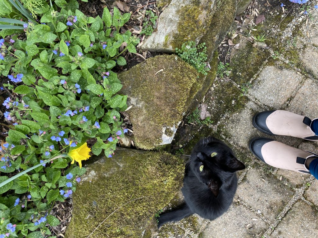 Black cat looks up while sitting next to a flower bed